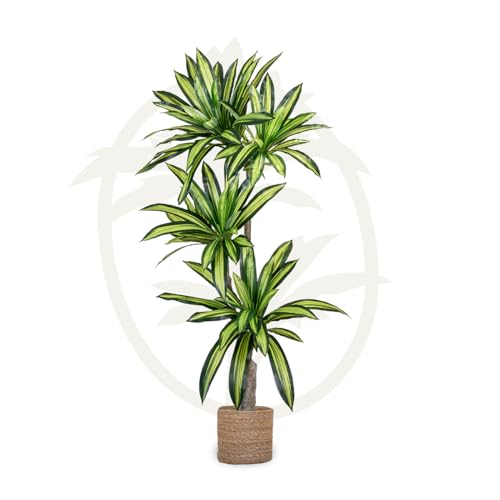 Maia Shop Künstliche Dracaena von 170 cm zur Dekoration von Zuhause und Büro, Baum, Hyperrealistische Dekorative Kunstpflanze, Tropische Pflanze von Maia Shop