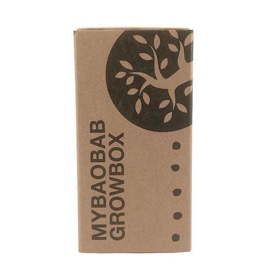 Maishameanslife Baobab Samen - Growbox - Lebensbaum zum Selber pflanzen von Maishameanslife