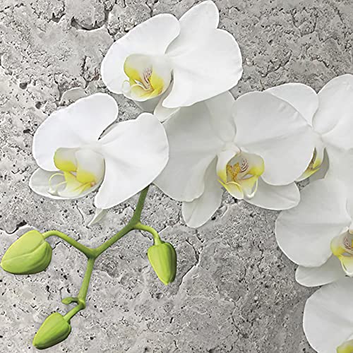 Maki Papierservietten, 3-lagig, Blumenmotiv, für Serviettentechnik, Mittagessen, 33 x 33 cm, 20 Stück (weiße Orchidee auf Betonhintergrund) von Maki