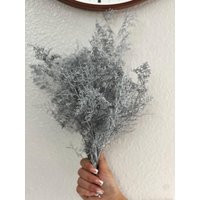 Silber Getrocknete Blumen-Silberblumen Für Handwerk-Konservierte Caspia von MakingLittleHats