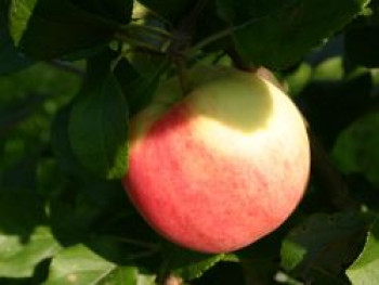 Herbstapfel 'Ahrista', Stamm 40-60 cm, 120-160 cm, Malus 'Ahrista', Wurzelware von Malus 'Ahrista'
