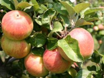 Herbstapfel 'Alkmene', Stamm 40-60 cm, 120-160 cm, Malus 'Alkmene', Containerware von Malus 'Alkmene'