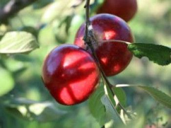 Sommerapfel 'Allegro' ®, Stamm 40-60 cm, 60-100 cm, Malus 'Allegro' ®, Containerware von Malus 'Allegro' ®