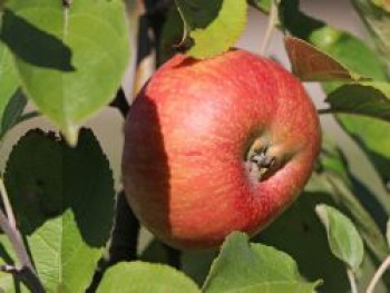 Winterapfel 'Altländer Pfannkuchenapfel', Stamm 40-60 cm, 120-160 cm, Malus 'Altländer Pfannkuchenapfel', Wurzelware von Malus 'Altländer Pfannkuchenapfel'