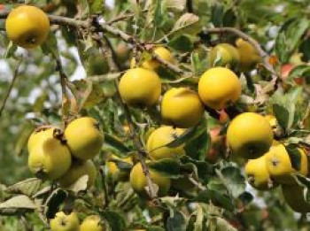 Winterapfel 'Ananasrenette', 100-125 cm, Malus 'Ananasrenette', Containerware von Malus 'Ananasrenette'
