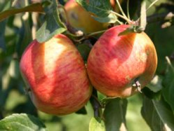 Herbstapfel 'Apollo', Stamm 40-60 cm, 120-160 cm, Malus 'Apollo', Containerware von Malus 'Apollo'