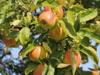 Säulenapfel 'Arbat' ®, 60-100 cm, Malus 'Arbat' ®, Containerware von Malus 'Arbat' ®