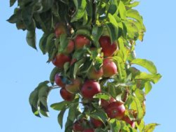 Säulenapfel 'Berbat', 60-100 cm, Malus 'Berbat', Containerware von Malus 'Berbat'