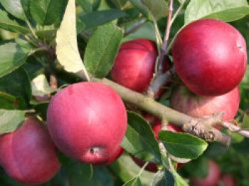 Herbstapfel 'Berner Rosenapfel', Stamm 40-60 cm, 120-160 cm, Malus 'Berner Rosenapfel', Wurzelware von Malus 'Berner Rosenapfel'