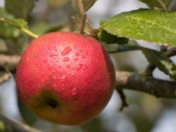 Herbstapfel 'Biesterfelder Renette', Stamm 40-60 cm, 120-140 cm, Malus 'Biesterfelder Renette', Containerware von Malus 'Biesterfelder Renette'