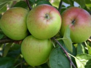 Herbstapfel 'Börtlinger Weinapfel', Stamm 40-60 cm, 120-160 cm, Malus 'Börtlinger Weinapfel', Stämmchen von Malus 'Börtlinger Weinapfel'