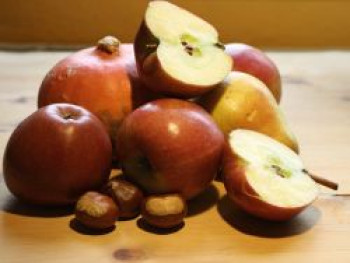 Herbstapfel 'Braeburn', Stamm 40-60 cm, 120-160 cm, Malus 'Braeburn', Containerware von Malus 'Braeburn'