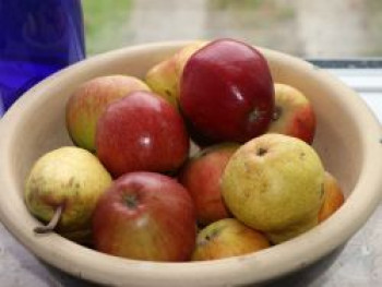 Ministämmchen Apfel 'Braeburn', Stamm 40 cm, 80-100 cm, Malus 'Braeburn', Containerware von Malus 'Braeburn'