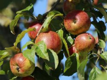 Winterapfel 'Brauner Matapfel', Stamm 40-60 cm, 120-160 cm, Malus 'Brauner Matapfel', Wurzelware Winterapfel 'Brauner Matapfel', Stamm 40-60 cm, 120-160 cm, Malus 'Brauner Matapfel', Wurzelware von Malus 'Brauner Matapfel'