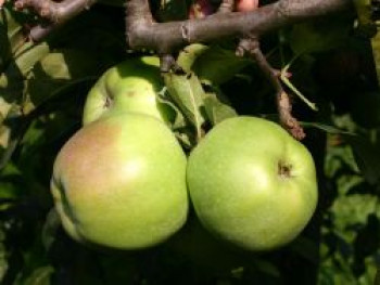 Winterapfel 'Brettacher Gewürzapfel', Stamm 40-60 cm, 120-140 cm, Malus 'Brettacher Gewürzapfel', Containerware von Malus 'Brettacher Gewürzapfel'