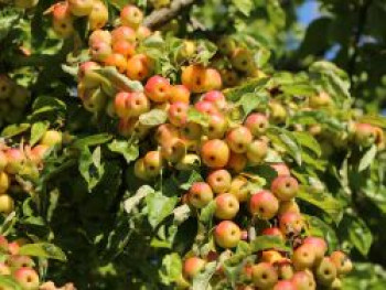 Zierapfel 'Butterball', 60-100 cm, Malus 'Butterball', Containerware von Malus 'Butterball'