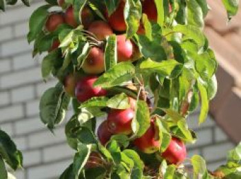 Säulenapfel 'Campanilo' ® quattro, 60-100 cm, Malus 'Campanilo' ® quattro, Containerware von Malus 'Campanilo' ® quattro