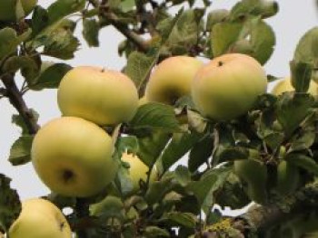Winterapfel 'Champagnerrenette', Stamm 40-60 cm, 120-140 cm, Malus 'Champagnerrenette', Containerware von Malus 'Champagnerrenette'