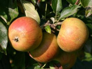 Herbstapfel 'Cox Orange' Renette, Stamm 40-60 cm, 120-160 cm, Malus 'Cox Orange' Renette, Containerware von Malus 'Cox Orange' Renette