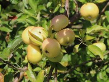 Herbstapfel 'Croncels',  'Glasapfel', Stamm 40-60 cm, 120-160 cm, Malus 'Croncels', 'Glasapfel', Containerware von Malus 'Croncels', 'Glasapfel'