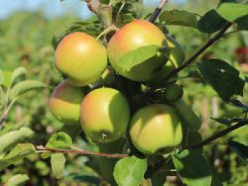 Zwergobst-Apfel 'Croquella' ®, Stamm 20-30 cm, 50-60 cm, Malus 'Croquella'  ®, Containerware von Malus 'Croquella'  ®