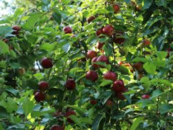 Herbstapfel 'Danziger Kantapfel', Stamm 40-60 cm, 120-160 cm, Malus 'Danziger Kantapfel', Containerware von Malus 'Danziger Kantapfel'