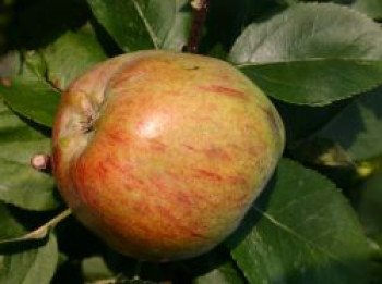 Sommerapfel 'Delcorf' / 'Delbarestivale', Stamm 40-60 cm, 120-160 cm, Malus 'Delcorf' / 'Delbarestivale', Wurzelware von Malus 'Delcorf' / 'Delbarestivale'