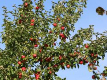 Sommerapfel 'Discovery', Stamm 40-60 cm, 120-160 cm, Malus 'Discovery', Wurzelware von Malus 'Discovery'