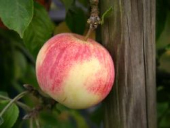Herbstapfel 'Dithmarscher Paradiesapfel', Stamm 40-60 cm, 120-160 cm, Malus 'Dithmarscher Paradiesapfel', Wurzelware von Malus 'Dithmarscher Paradiesapfel'