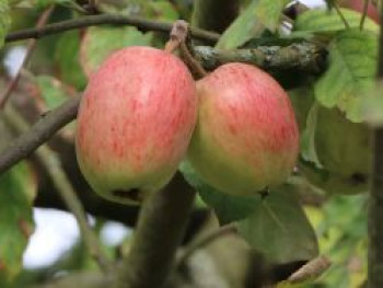 Herbstapfel 'Doppelter Prinzenapfel', Stamm 40-60 cm, 120-160 cm, Malus 'Doppelter Prinzenapfel', Containerware von Malus 'Doppelter Prinzenapfel'