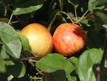 Herbstapfel 'Dülmener Rosenapfel', Stamm 40-60 cm, 120-140 cm, Malus 'Dülmener Rosenapfel', Containerware von Malus 'Dülmener Rosenapfel'