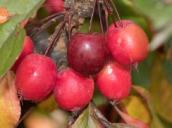 Zierapfel 'Eleyi', 60-100 cm, Malus 'Eleyi', Containerware von Malus 'Eleyi'