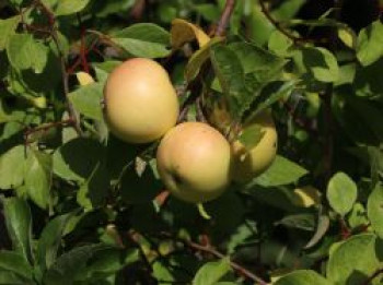 Herbstapfel 'Engelsberger Renette', Stamm 40-60 cm, 120-160 cm, Malus 'Engelsberger Renette', Stämmchen von Malus 'Engelsberger Renette'