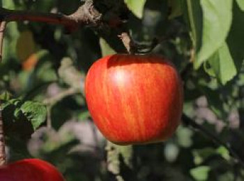 Herbstapfel 'Erwin Baur', Stamm 40-60 cm, 120-160 cm, Malus 'Erwin Baur', Containerware von Malus 'Erwin Baur'