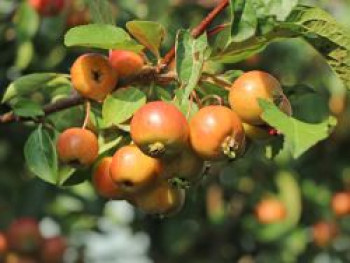 Zierapfel 'Evereste', 10-20 cm, Malus 'Evereste', Topfware von Malus 'Evereste'