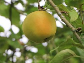 Herbstapfel 'Filippa', Stamm 40-60 cm, 120-160 cm, Malus 'Filippa', Wurzelware von Malus 'Filippa'
