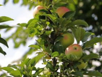 Säulenapfel 'Finn' ®, 60-100 cm, Malus 'Finn' ®, Containerware von Malus 'Finn' ®