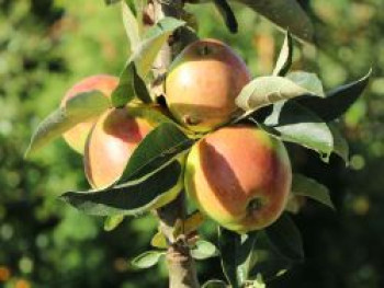 Säulenapfel 'Fire Dance' ®, 60-100 cm, Malus 'Fire Dance' ®, Containerware von Malus 'Fire Dance' ®