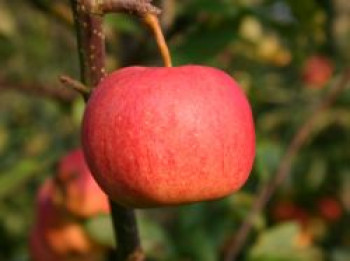 Herbstapfel 'Gala', Stamm 40-60 cm, 120-160 cm, Malus 'Gala', Wurzelware von Malus 'Gala'