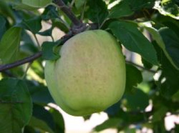 Herbstapfel 'Gartenmeister Simon', Stamm 40-60 cm, 120-160 cm, Malus 'Gartenmeister Simon', Wurzelware von Malus 'Gartenmeister Simon'