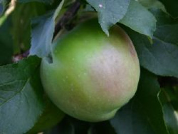 Herbstapfel 'Gehrers Rambur', Stamm 40-60 cm, 120-160 cm, Malus 'Gehrers Rambur', Wurzelware von Malus 'Gehrers Rambur'