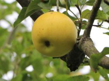 Herbstapfel 'Gelber Edelapfel' / 'Zitronenapfel', Stamm 40-60 cm, 120-160 cm, Malus 'Gelber Edelapfel' / 'Zitronenapfel', Wurzelware von Malus 'Gelber Edelapfel' / 'Zitronenapfel'