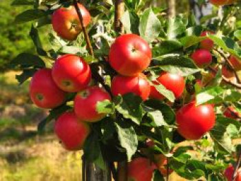 Herbstapfel 'Gerlinde', Stamm 40-60 cm, 120-160 cm, Malus 'Gerlinde', Wurzelware von Malus 'Gerlinde'
