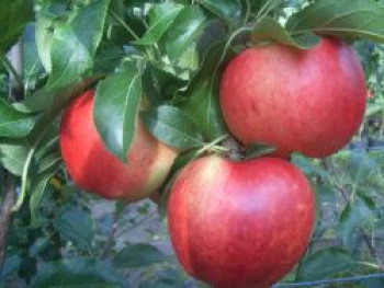 Winterapfel 'Gewürzluikenapfel', Stamm 40-60 cm, 120-160 cm, Malus 'Gewürzluikenapfel', Containerware von Malus 'Gewürzluikenapfel'