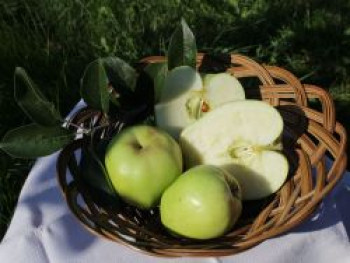 Winterapfel 'Glockenapfel' / 'Weißer Winterglockenapfel', Stamm 40-60 cm, 120-160 cm, Malus 'Glockenapfel' / 'Weißer Winterglockenapfel', Wurzelware von Malus 'Glockenapfel' / 'Weißer Winterglockenapfel'