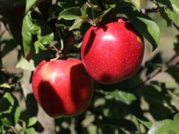 Winterapfel 'Gloster' (69), Stamm 40-60 cm, 120-160 cm, Malus 'Gloster' (69), Wurzelware von Malus 'Gloster' (69)