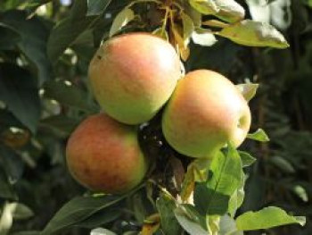 Säulenapfel 'Goldcats', 60-100 cm, Malus 'Goldcats', Containerware von Malus 'Goldcats'