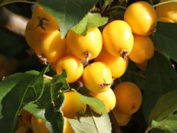 Zierapfel 'Golden Hornet', 80-100 cm, Malus 'Golden Hornet', Containerware von Malus 'Golden Hornet'