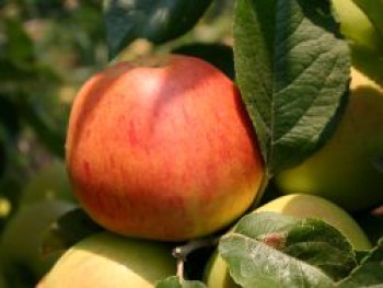 Winterapfel 'Goldparmäne', Stamm 40-60 cm, 120-160 cm, Malus 'Goldparmäne', Containerware von Malus 'Goldparmäne'