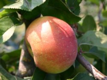 Herbstapfel 'Goldrenette von Blenheim', Stamm 40-60 cm, 120-160 cm, Malus 'Goldrenette von Blenheim', Wurzelware von Malus 'Goldrenette von Blenheim'
